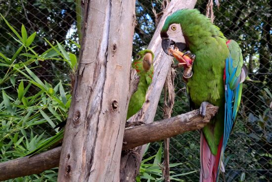 Pinhão entra na alimentação dos animais do Gramadozoo