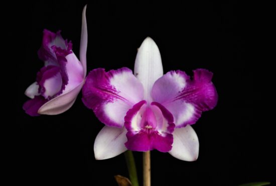 Gramado recebe 19ª exposição nacional de orquídeas Cattleya intermedia